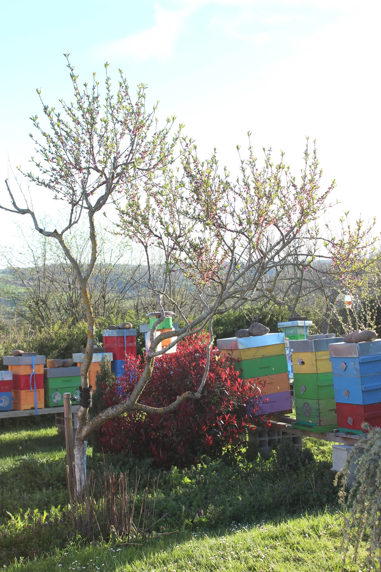 De la ruche à l'écrin : L'artisanat du domaine.